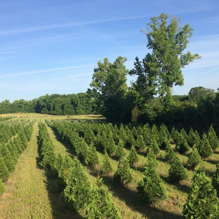 Berry's Christmas Tree Farm