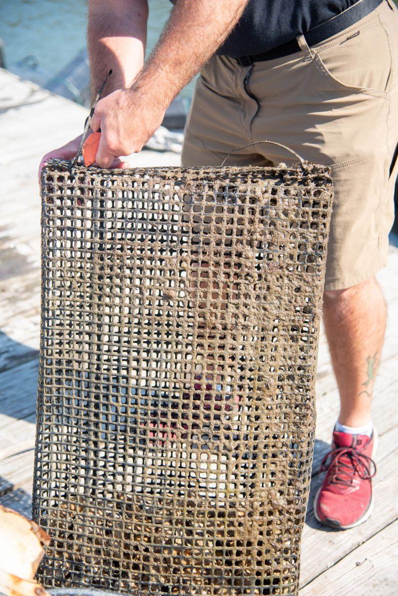 Shellfish Research Lab helps Georgia make strides in oyster aquaculture 