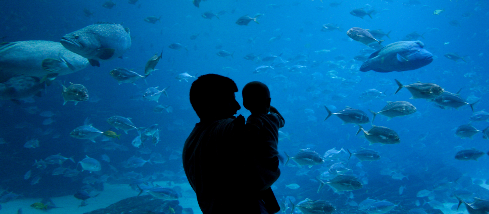 佐治亚水族馆亚洲体育博彩平台折扣 